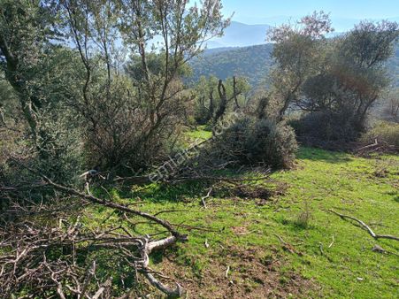İzmir Bayındırda Satılık Zeytinlik