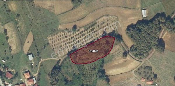 Köy Merkezinde Yola 100 Metre Cepheli Tarla Ve Fındıklık