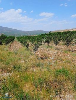 Binevler Turyaptan Göksun Çardak' Ta Satılık Elma Bahçesi