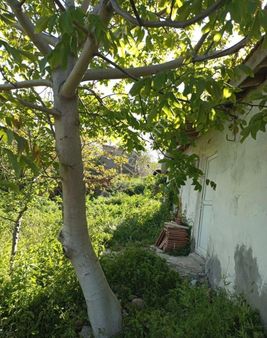 !!bilge Emlak’tan!! Şarköy Tepeköy’de Köy Evi Köşe Parsel Olup Meyve Ağaçları Vardır