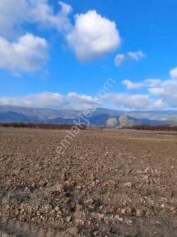 Pamukova Fevziye 515m2 Yolu Mevcut Harika Lokasyon