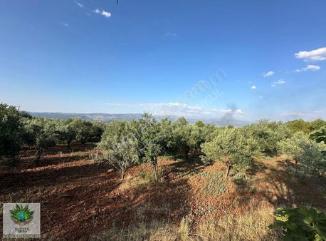 Pasifikten Aydın Karacasu 2 Kat İmarlı İnşaata Hazır Arsalar