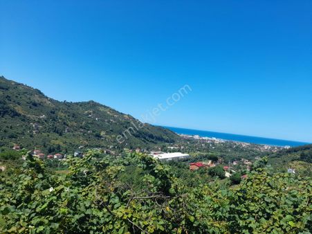 Bulancak Pazarsuyu Satılık 5 Dönüm Fındık Bahçesi