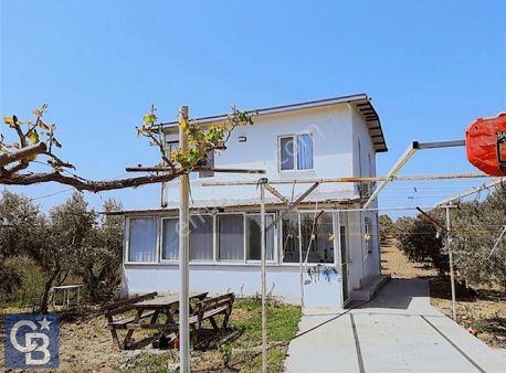 Foça Gerenköy'de 12 Dönüm Muhteşem Zeytinlik