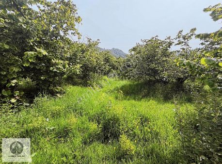 Alibey'den Terme Akçay Mahallesinde Satılık 9500m2 Fındıklık