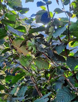 Kurugökçe De 250m Ev Yapmaya Uygun