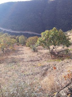 Kavacık Ta 2160 Metrekare İncirlik