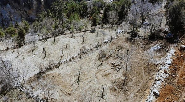 Antalya Kaş'ta Satılık 1967m2 Ceviz Bahçesi