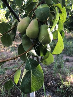 Kemalpaşa Armutlu Da Satılık Arazi