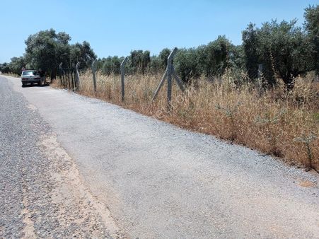 Torbalı Dirmil,de Yol Cepheli Zeytinlik