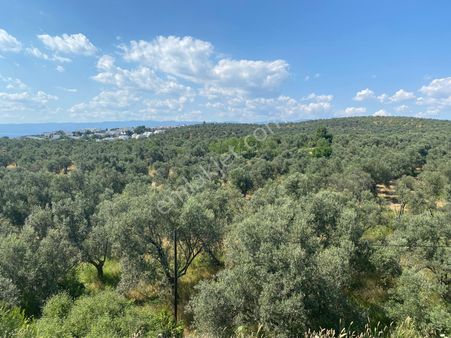 Balıkesir Burhaniyede Satılık Zeytinlik