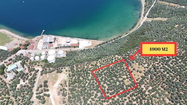 Çalışkanlar Gyo'dan Edincik'te Denizin Dibinde Satılık Zeytinlik