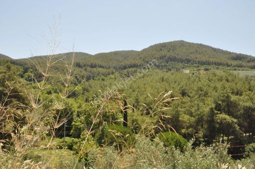 Söke Ağaçlı Köyünde Ana Yola Cepheli 13.043 M² Zeytinlik