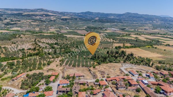 C21 Loca'dan Manisa/kırkağaç/alacalarda Satılık Süper Zeytinlik