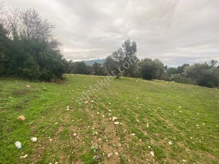 İzmir Bornovada Satılık Arazi