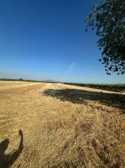 Manisa Şehzadeler Tilkisüleymaniye Mah. Satılık Tarla