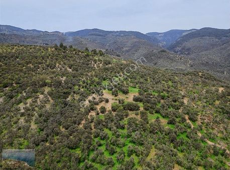 Çanakkale Ayvacık Adatepe Köyünde 35 Dönüm Zeytinlik