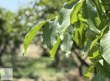 Atakul Gayrimenkul-armutlu'da Ana Yol 9930m2 Seralı Bahçe