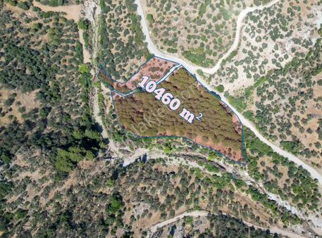 Dikilide Asfalt Cepheli, Fıstık Çamlı Yatırımlık Tarla!