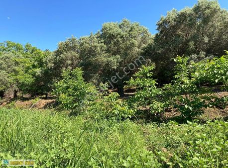 Sahil Yenicede Deniz Manzaralı Zeytinlik