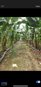 Alanya Serik Satılık Muz Serası İcinde 1+1 Ev Olan