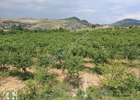 Osman Gülcan'dan Çubuk Kapaklı'da Hazır Kurulu Meyve Bahçesi