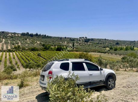 Pınarbaşın Da 11.000 M2 Zeytinlik , Elektrik+sondaj+damlama