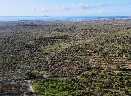 Geyikli'de Verimli Ve Yatırımlık Zeytinlik Fırsatı