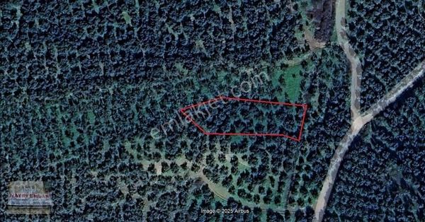 Gemlik Umurbey De 1496m² Satılık Zeytinlik