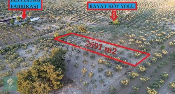 Yonca Gyo Bayat Köyü Yakını Zeytinlik