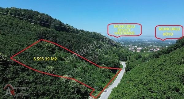 Aktapu'dan Düzce Muncurlu'da 5.595 M2 Satılık Fındık Bahçesi