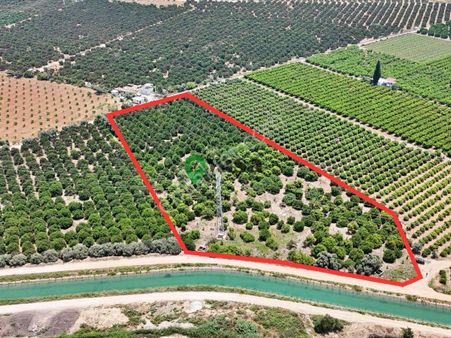 Yaşa Gyd - Akdeniz Nacarlı'da 15 Dönüm Narenciye Bahçesi