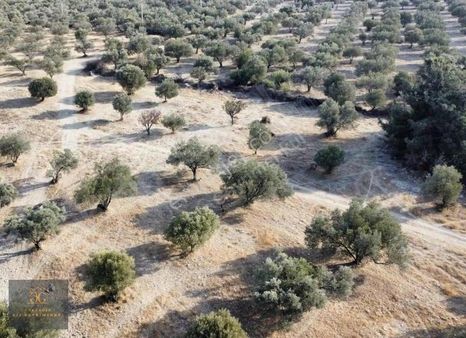 Foça Ilıpınar Da Fırsat 250m2 Zeytinli Tarla
