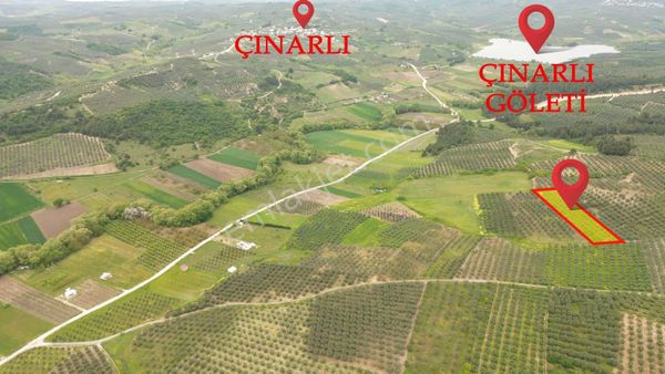 Mudanya Dereköyde Yatırımlık Zeytınlık Bahçesi