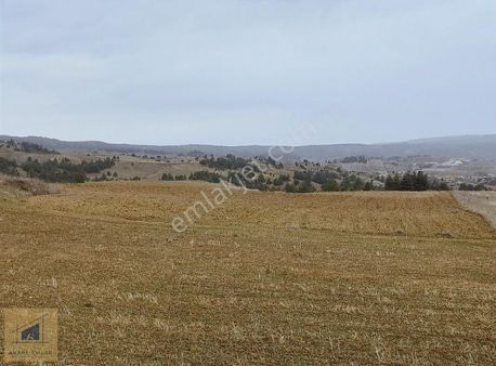 Bilecik Söğüt Kürede Ulaşımı Kolay Kullanışlı Verimli Düz Tarla