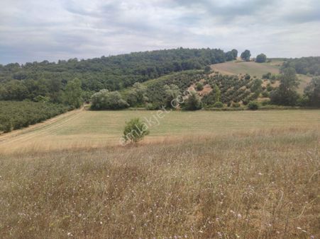 Kandıra Topluca'da Satılık İmara Uygun Tarla