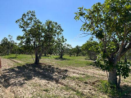 Aydın Germencik Mursallı'da 11150 M2 Bakımlı ,düz Konumda İncir Bahçesi