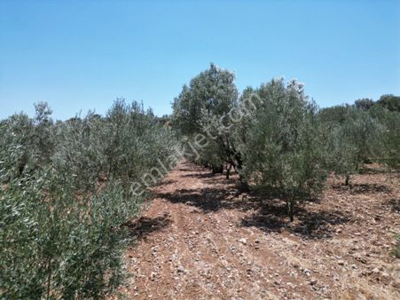Beyaz Gayrımenkulden Karaoglanlı Mh Satılık 5 Dönüm Zeytinlik