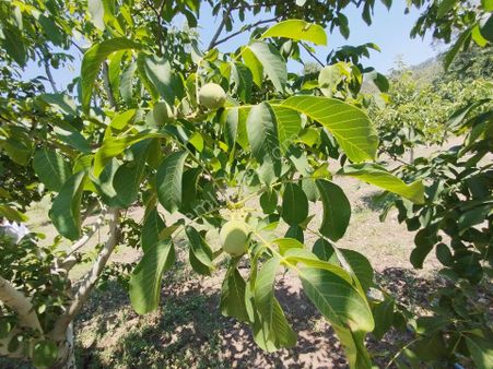 Denizli Cankurtaran Mah.içinde 400 Yetişkin Cevizi,binası Su Havuzu Ve Derin Sontajı Olan Bahçe