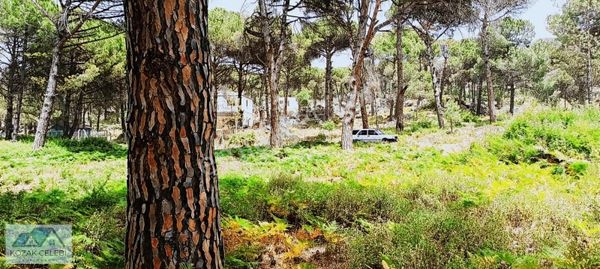 Ayvalık Daire Takasına Açık Müstakil Çamlık