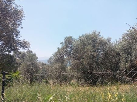 Falcon Dan Ören De Fırsat 500m² İmarlı Arsa