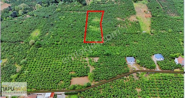 Tapuhane'den Kazimiye Köyünde 4659 M2 Satılık Fındıklık