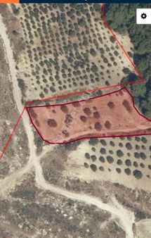 Satılık Zeytinli Tarla