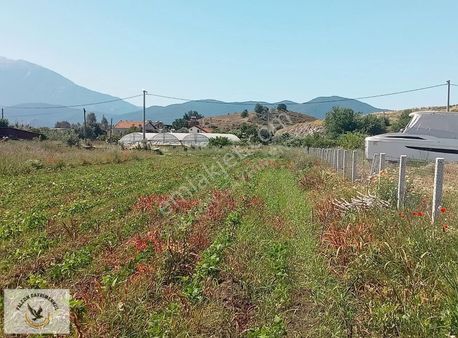 Falcon Dan Günlükbaşı Da 1000m²tarla