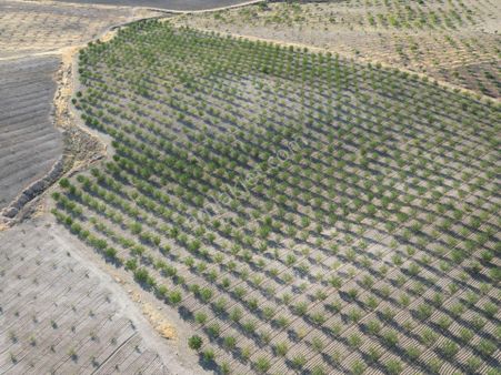 World İlkevim'den Tek Tapu Yola Sıfır Satılık Bademlik-videolu