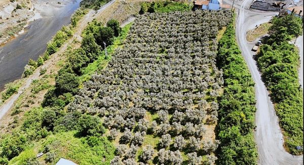 300 Adet 57 Yaşinda Zeytin Ağacı Asfalt Yola Cephe 10500m2 Tarla