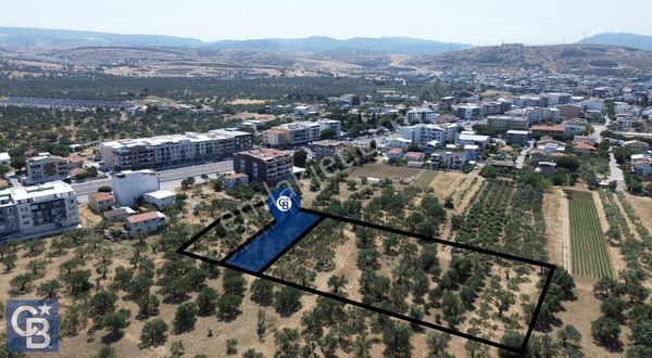 Şakran'da İmar Sınırında (723 M2) Satılık Zeytinlik