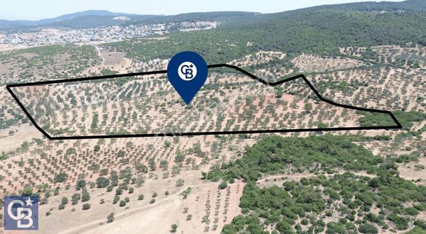 Bergama Zeytindağ'da (10700 M2) Satılık Zeytinlik