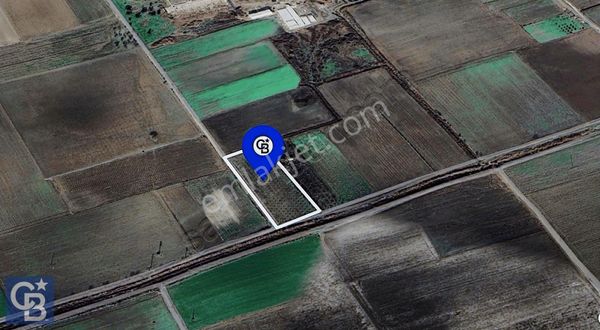 Bergama Ferizler Köyünde (6712 M2) Satılık Zeytinli Tarla