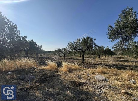 Aliağa Aşağışakran İncirlik 1 Mevki Satılık Konut İmarlı Arsa